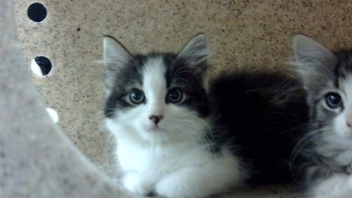 A437828 - Domestic Medium Hair available for adoption