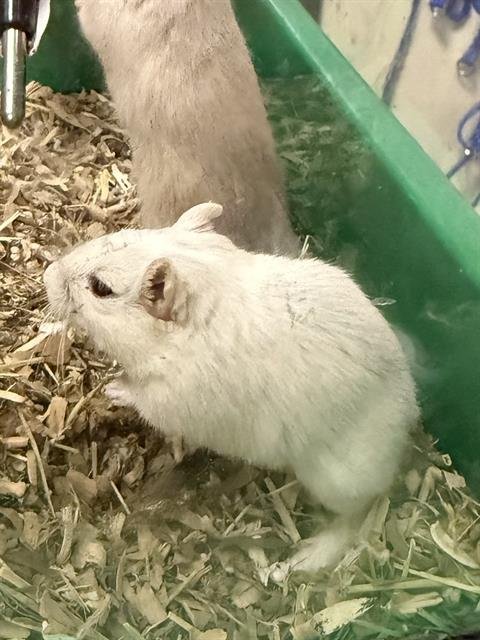 DUCKY - Gerbil available for adoption