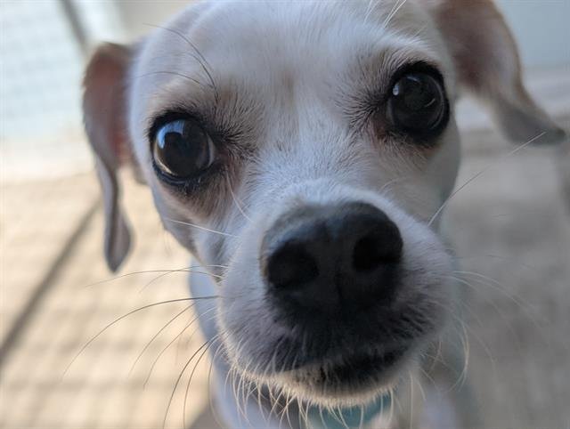 PRECIOUS (PIP SQUEEK) - Chihuahua available for adoption