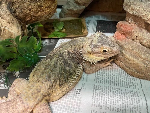 FLINT - Lizard available for adoption