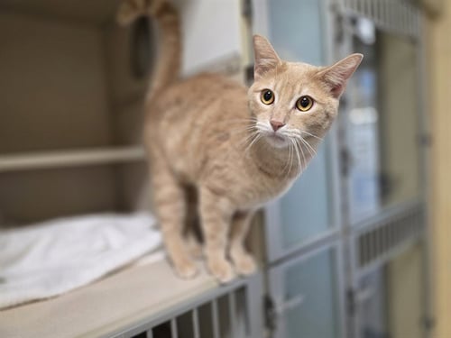 CHARLIE - Domestic Short Hair available for adoption