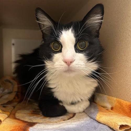 MAGNOLIA - Domestic Medium Hair for adoption in Denver