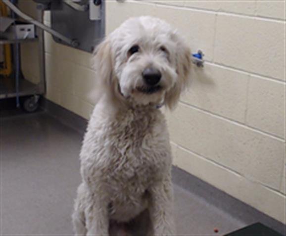 TJ - Poodle (Standard) / Golden Retriever available for adoption