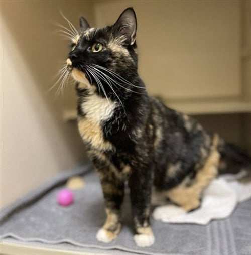 BERGAMOT - Domestic Medium Hair available for adoption