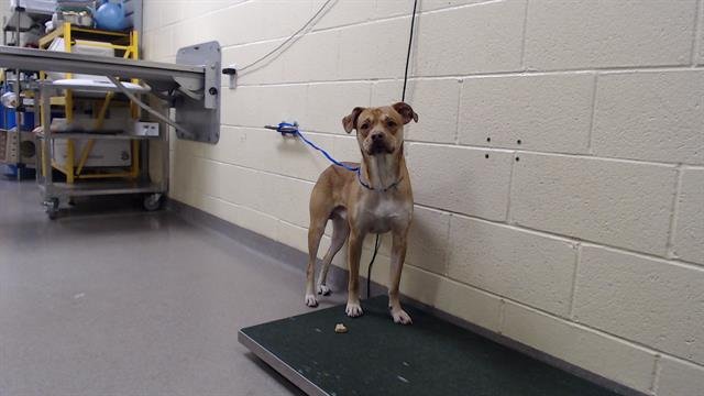 BOX OF CHOCOLATES - Labrador Retriever available for adoption