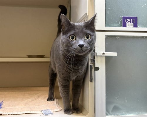 STONEY - Domestic Short Hair available for adoption