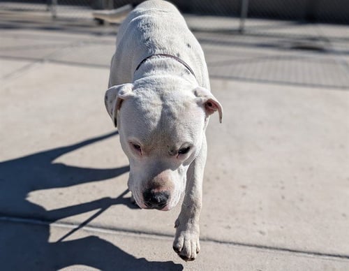 LAWRENCE - American Staffordshire Terrier available for adoption