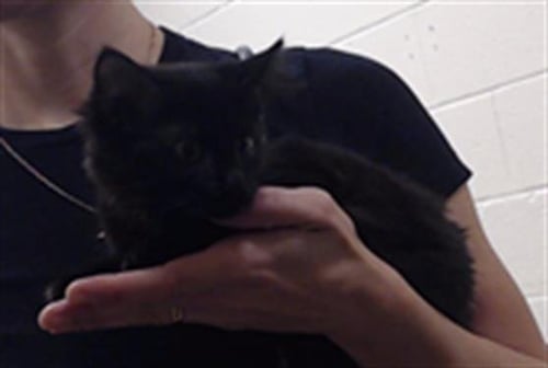 ANISE - Domestic Medium Hair available for adoption