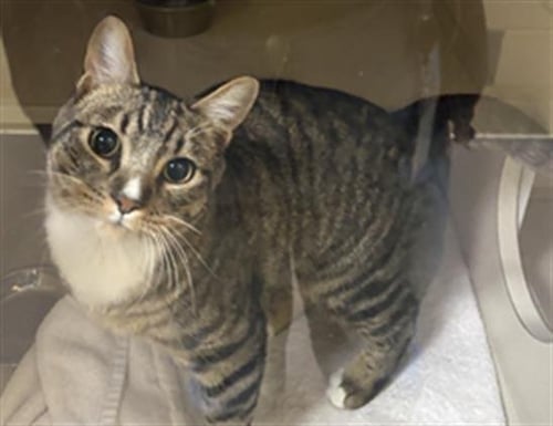 MISHU - Domestic Short Hair available for adoption
