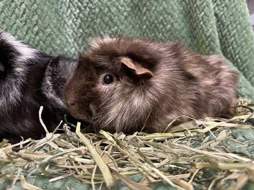 BROWN - Guinea Pig available for adoption