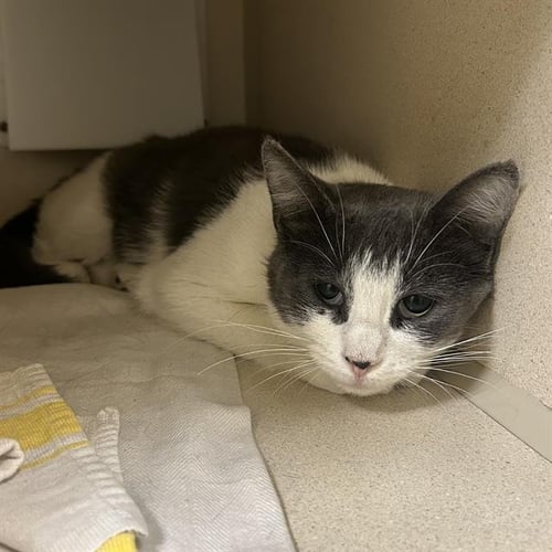 XAYAH - Domestic Short Hair for adoption in Denver