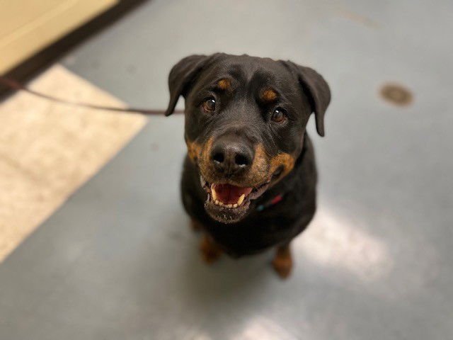 MAYA - Rottweiler available for adoption