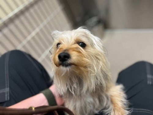 WIGGLYTUFF - Silky Terrier available for adoption