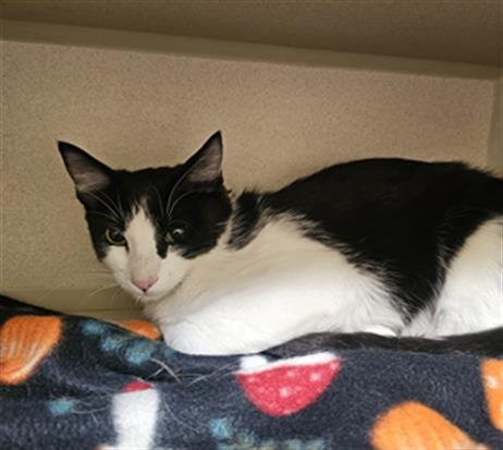 NEEVE - Domestic Short Hair available for adoption