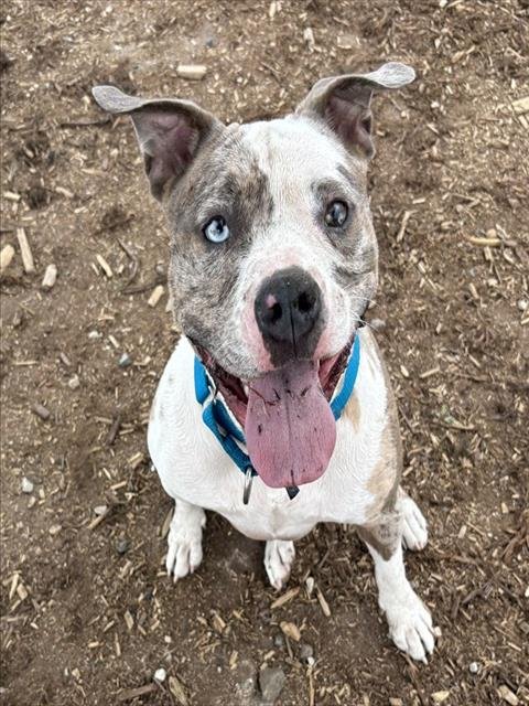 QUEEN ZELDA - American Pit Bull Terrier / Bulldog for adoption in Lakewood