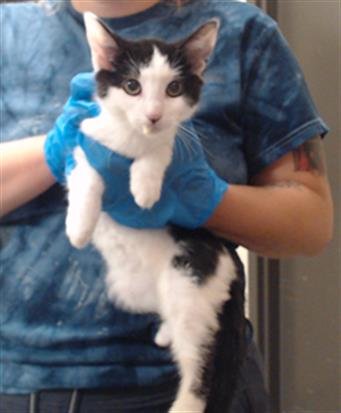 COOKIE - Domestic Short Hair available for adoption