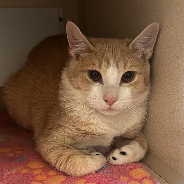 JULIUS - Domestic Short Hair available for adoption