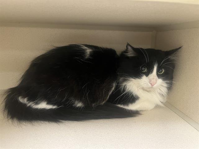 BINKY - Domestic Medium Hair available for adoption