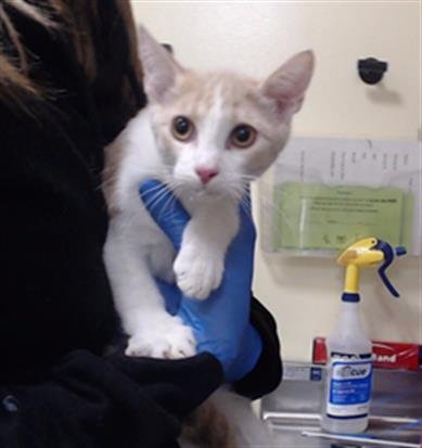 VICTOR - Domestic Short Hair available for adoption