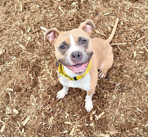 SHILOH - American Pit Bull Terrier available for adoption