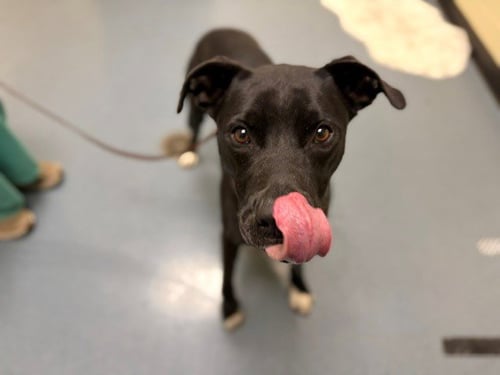 GUNNER - Labrador Retriever / American Pit Bull Terrier available for adoption