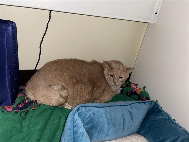 JASPER - Domestic Short Hair available for adoption