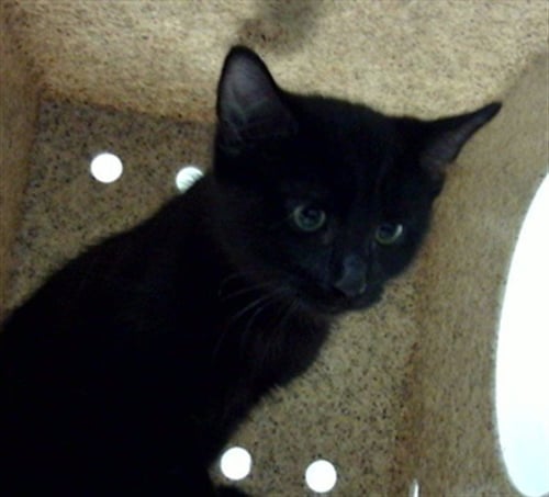 QUESTION - Domestic Medium Hair available for adoption