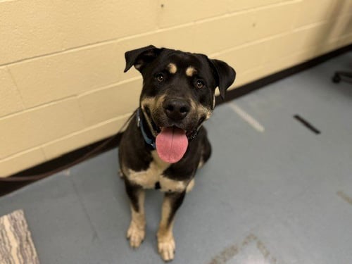 DR. ROBBY - Rottweiler / Mastiff available for adoption