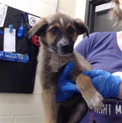 GEMINI - German Shepherd Dog available for adoption