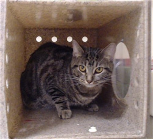 MARCH-MELLOW - Domestic Short Hair available for adoption