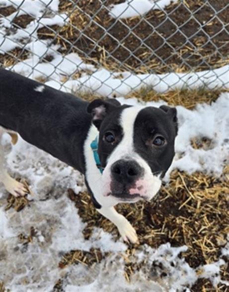 MOOKIE - American Pit Bull Terrier available for adoption