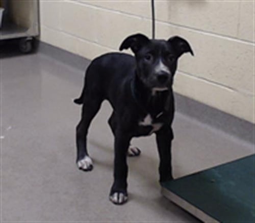 GORDO - Pit Bull Terrier available for adoption