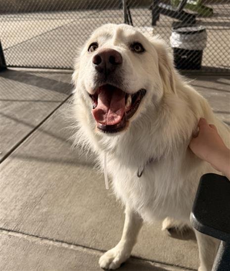 SADIE - Labrador Retriever / Great Pyrenees available for adoption