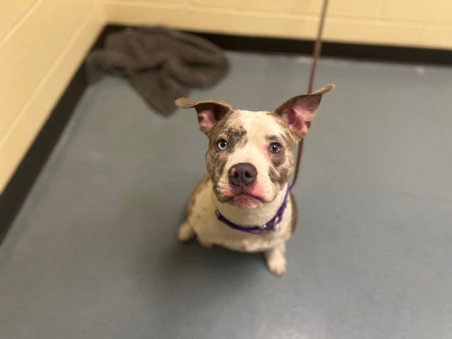 SIGMA - American Pit Bull Terrier available for adoption