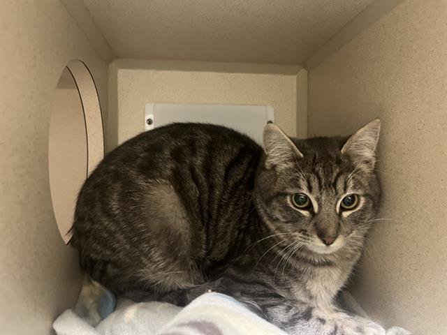 BISCUIT - Domestic Short Hair available for adoption