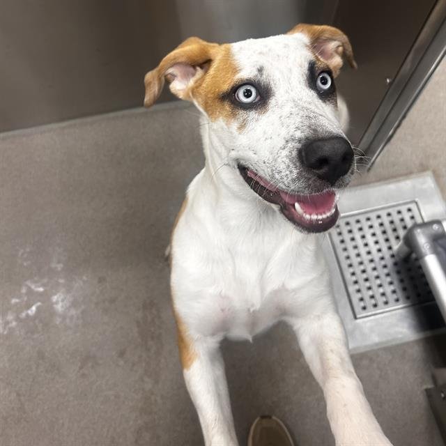 CLEO - Australian Cattle Dog/Blue Heeler available for adoption