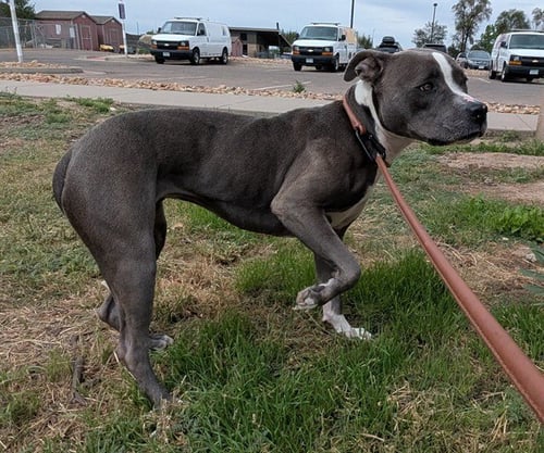 YOSHI - American Pit Bull Terrier for adoption in Denver