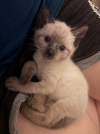 BLUEBERRY - Photo 1