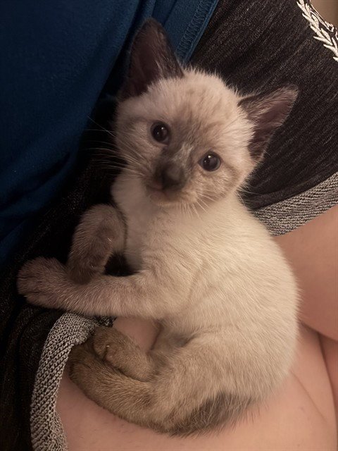 BLUEBERRY - Domestic Short Hair available for adoption