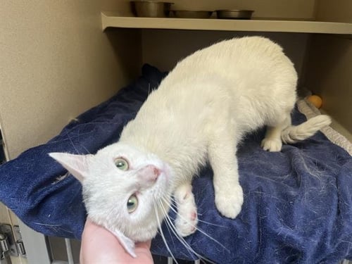 HUMBERT VON GIKKINGEN - Domestic Short Hair available for adoption