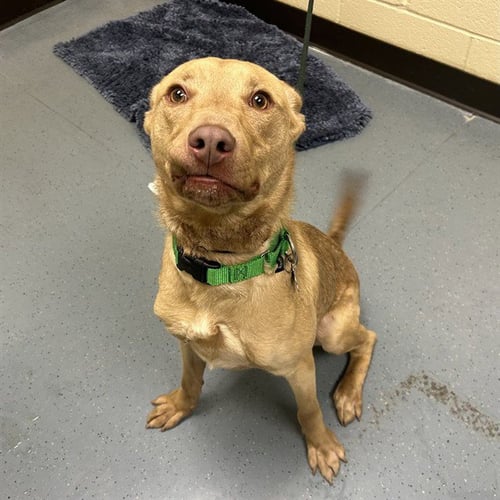 JAX - Australian Kelpie available for adoption