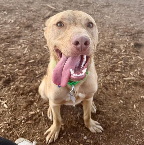 JAX - Australian Kelpie available for adoption