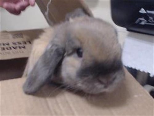 GILBER - Shorthaired Rabbit available for adoption