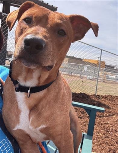 POLITAG - Australian Cattle Dog/Blue Heeler available for adoption