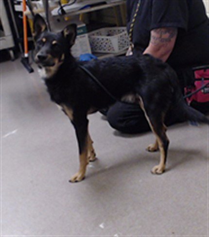 BABA YAGA - Australian Cattle Dog/Blue Heeler available for adoption