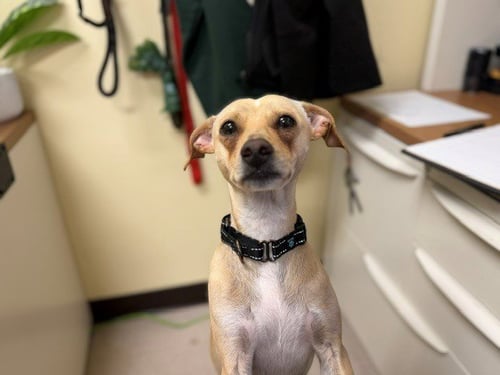MIJITA - Chihuahua available for adoption