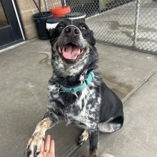 BOE - Australian Cattle Dog/Blue Heeler available for adoption