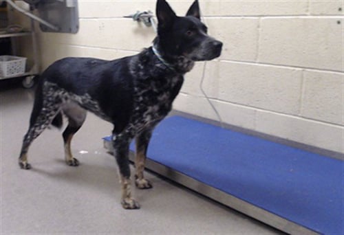 BOE - Australian Cattle Dog/Blue Heeler available for adoption