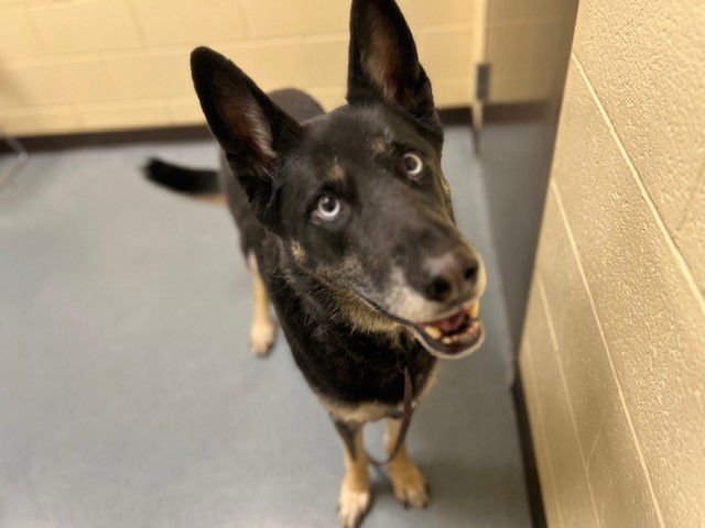 GALWAY - German Shepherd Dog / Siberian Husky available for adoption