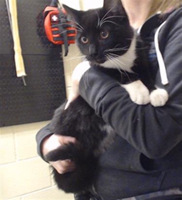 POPEYE - Domestic Short Hair available for adoption